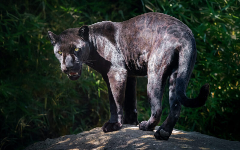 Protección de jaguares y pumas para ecosistemas saludables